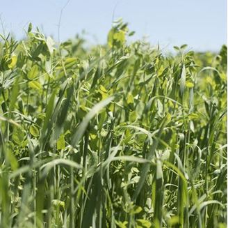 Picture of Winter Cover Crop Seed Mix 2025 BOS GRO WINTER COVER 