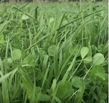 Picture of 2024 BOS GRO Summer Pasture Regenerative Seed Mix