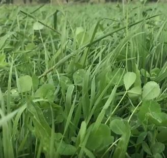 Picture of 2024 BOS GRO Summer Pasture Regenerative Seed Mix