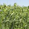 Picture of Winter Cover Crop Seed Mix 2025 BOS GRO WINTER COVER 